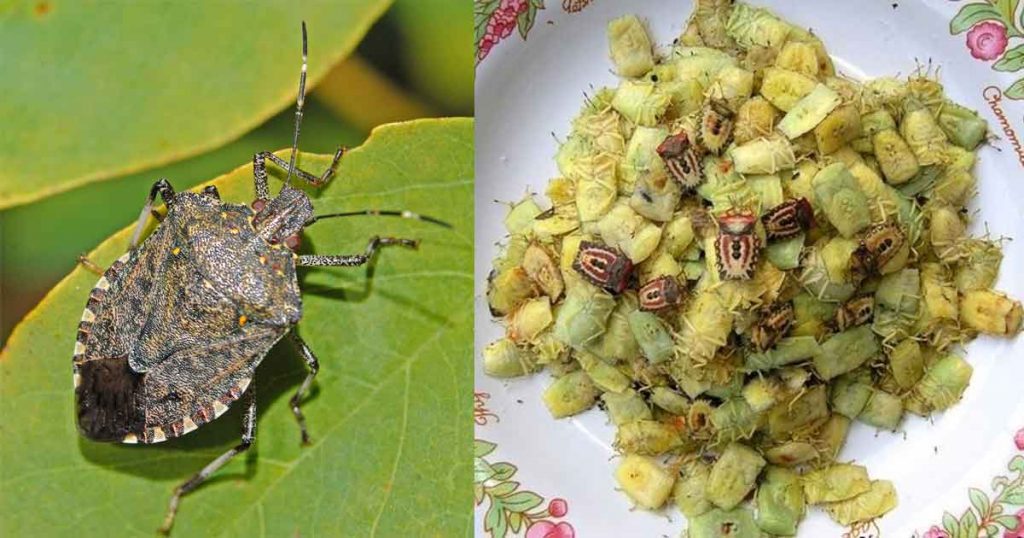 stink bugs made into dish to eat