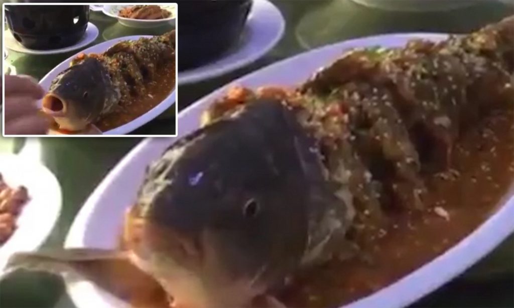 ying yang fish eaten alive