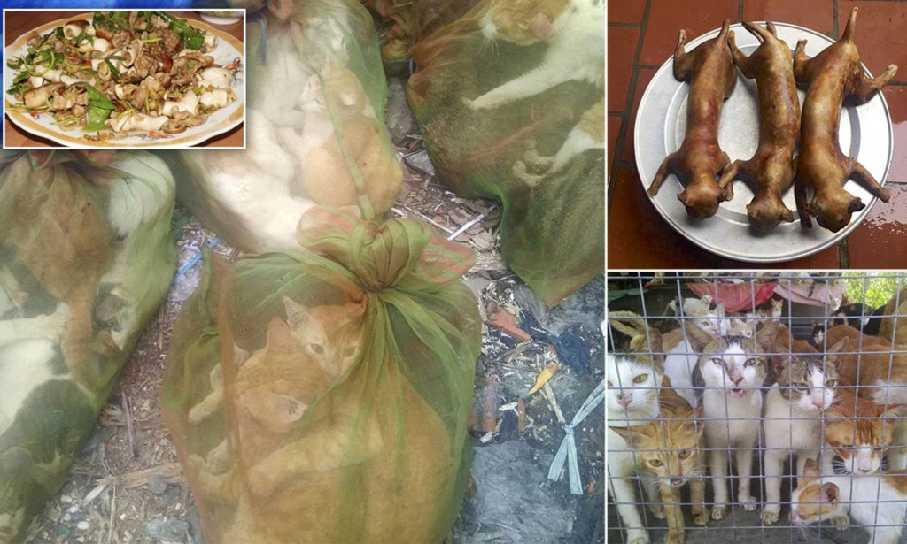 cat eaten in east asia