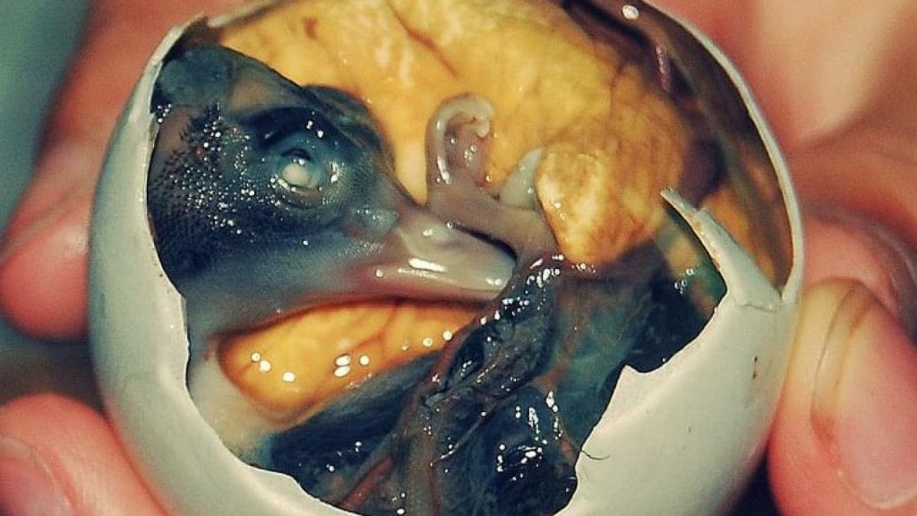 balut half born duck in egg cooked
