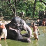 spa for elephants-min