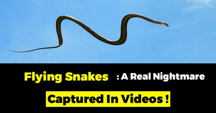 video collection of flying snakes