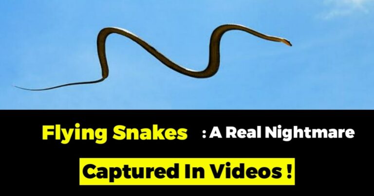 Flying Snakes Are Real! Worst Nightmare Comes True