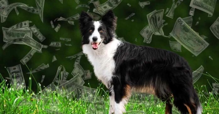 border collie dog got 5 million dollar from its businessman owner in tennessee