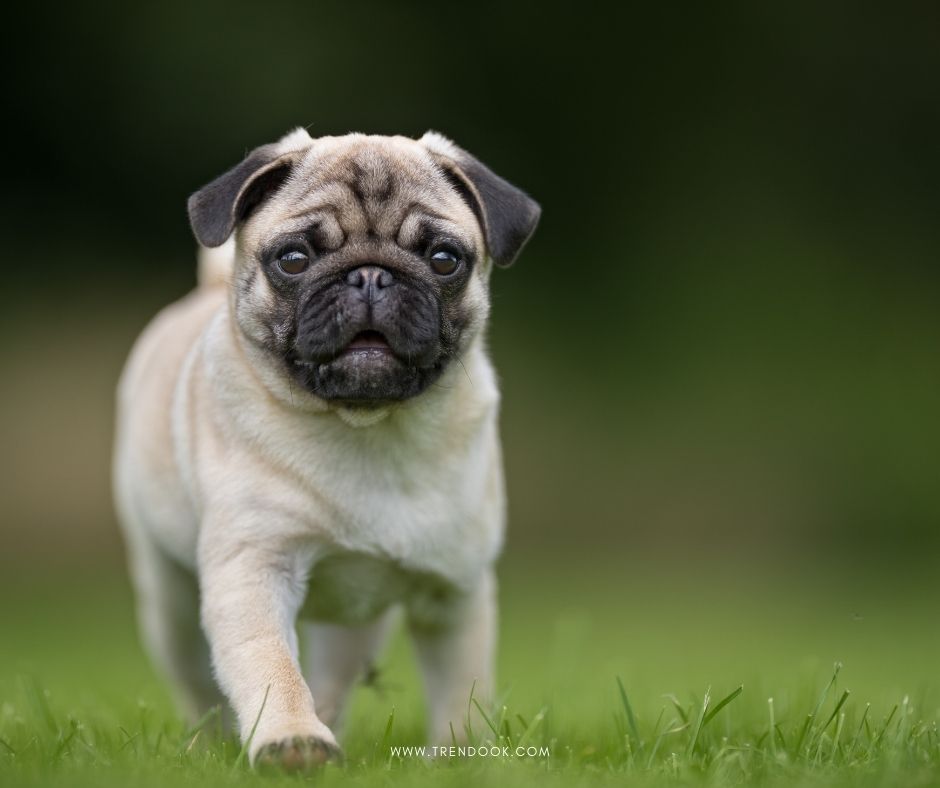 Pug Indian dogs breeds name