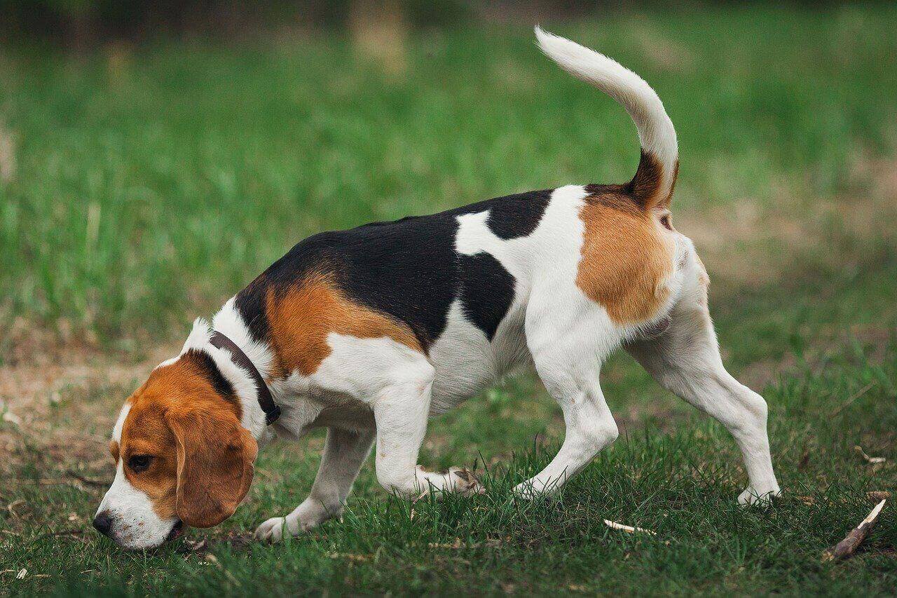 beagle indian dog breed