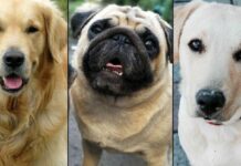 List & Price Of Indian Dog Breeds You Can Bring Home indian dog breeds