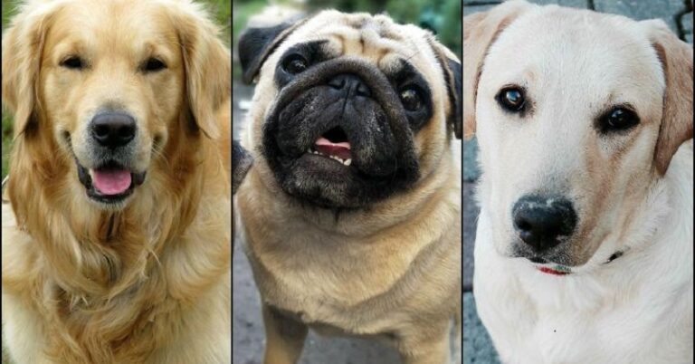List & Price Of Indian Dog Breeds You Can Bring Home