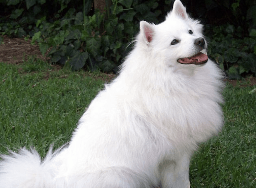indian spitz Indian dogs breeds name