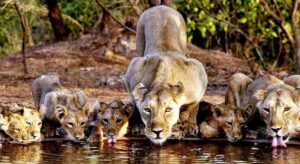 Gir National Park