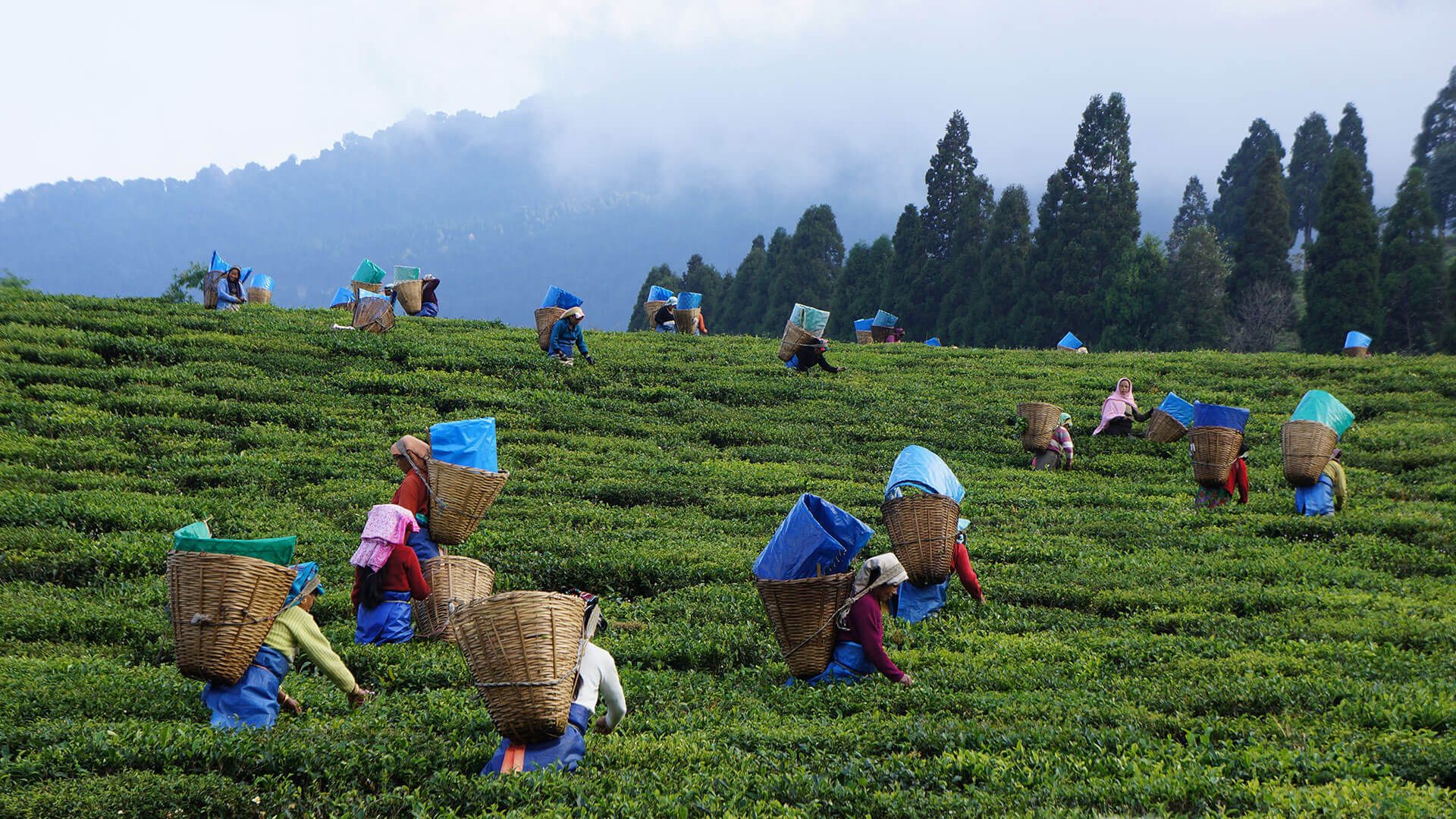 Tea Festival is the harvest festival in Assam