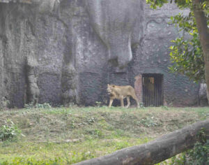 Alipore Zoo, Kolkata