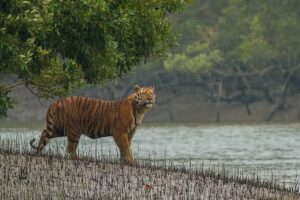 Sundarban National Park, West Bengal