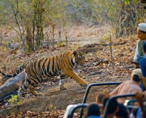 Bandhavgarh Tiger Reserve, Madhya Pradesh