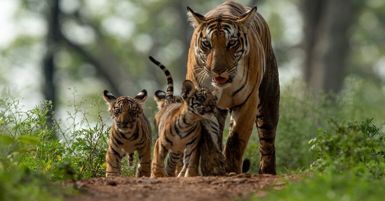 List Of National Parks In India That Will Leave You All Mesmerized