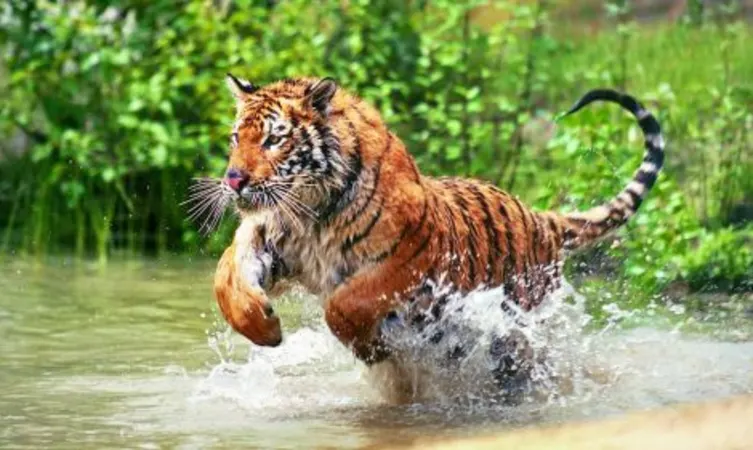 tiger in Pakhui Wildlife Sanctuary