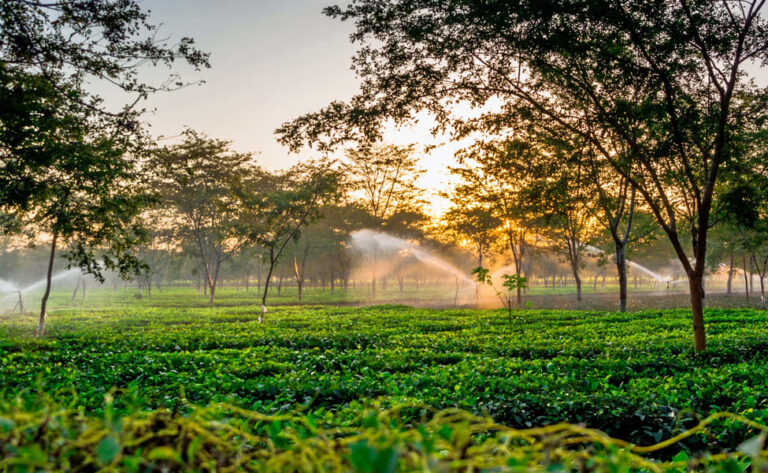 30 Best Assamese Tourist Places To Visit For An Unforgettable Vacation