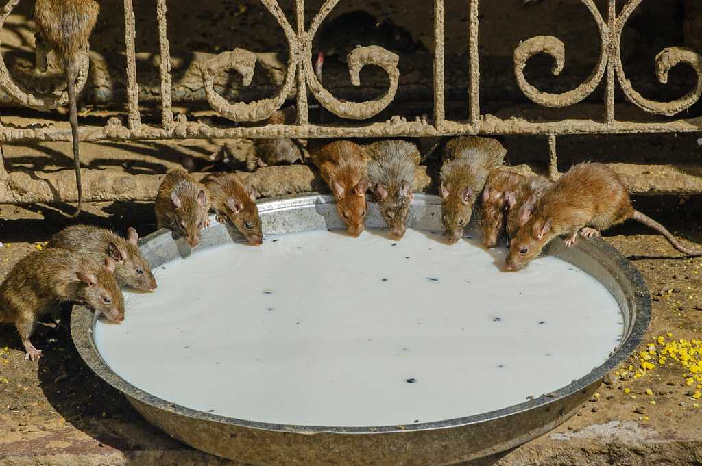 Temple of rats in Rajasthan