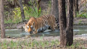 jim corbett