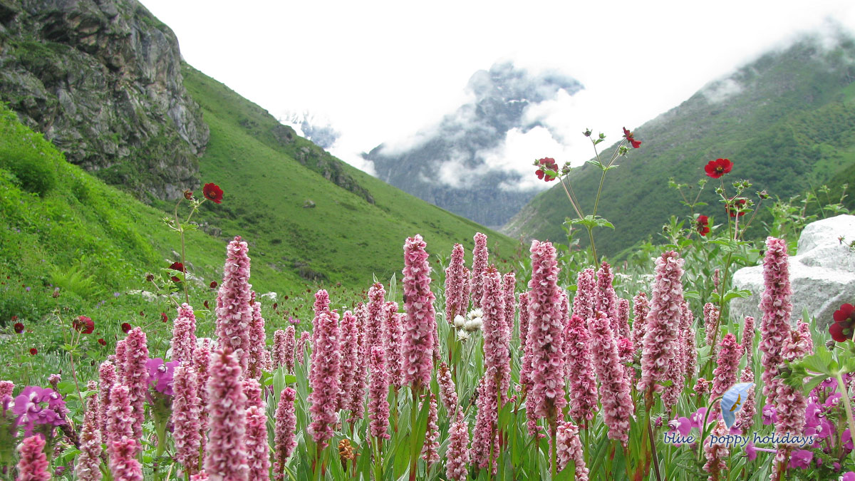 valley of flowers in July