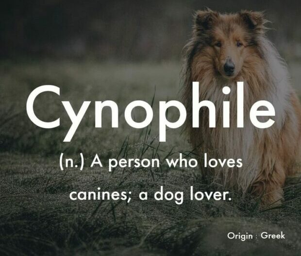 Cynophile: Person who love dogs, dog lover