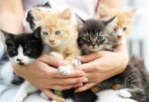Cat Breeds In India: The 5 Best Cat Breeds To Breed In India Ready to breed a cat or own a cat of a particular breed? Here's the list of the best cat breeds to breed in India