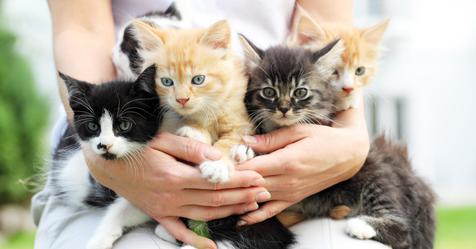 Ready to breed a cat or own a cat of a particular breed? Here's the list of the best cat breeds to breed in India