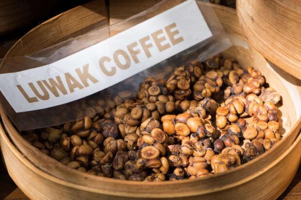 Kopi Luwak Coffee - Types of coffee - Mews