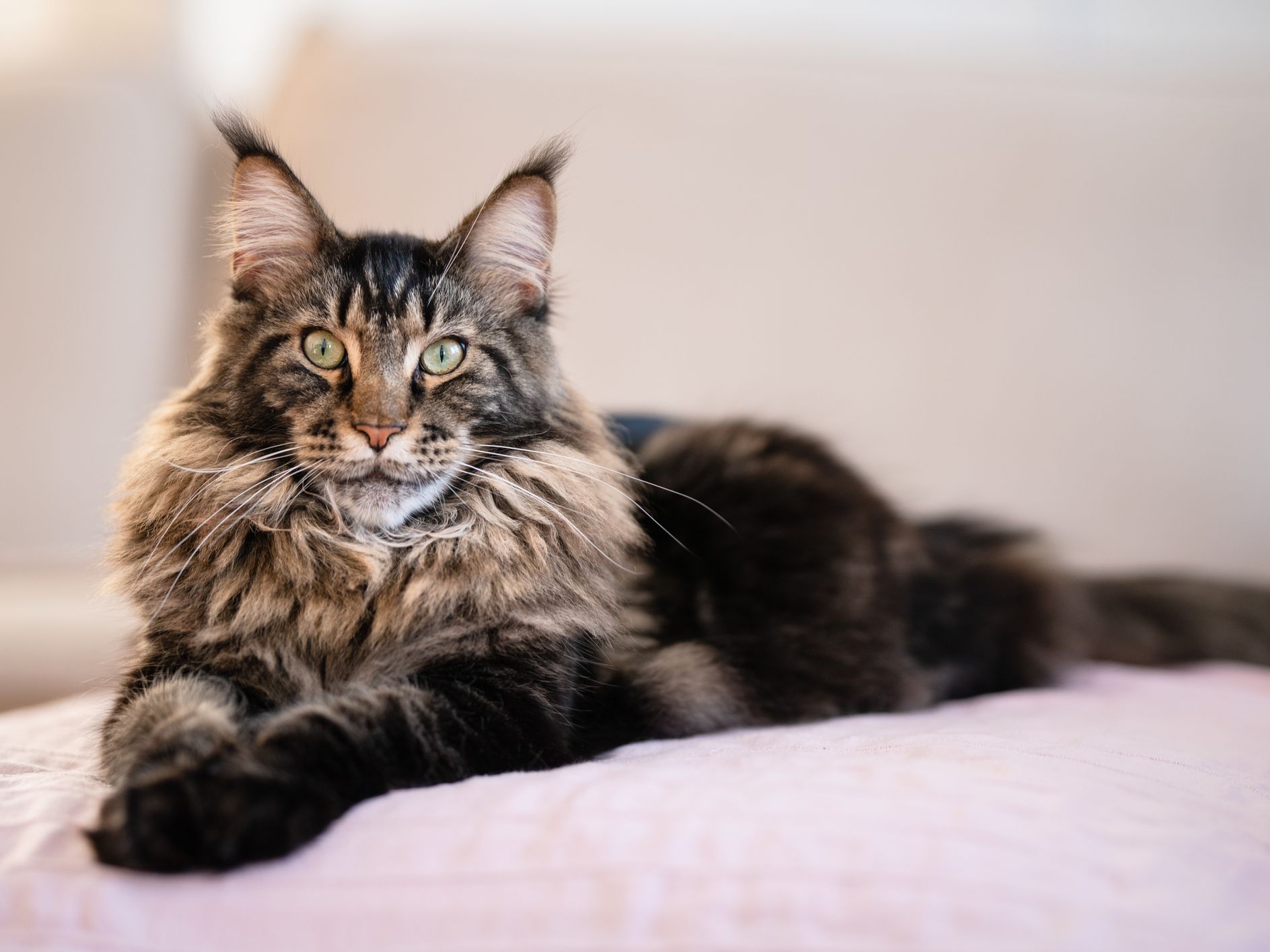 Cat Breeds In India The 5 Best Cat Breeds To Breed In India