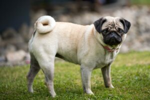 We have compiled a list of the top 10 most popular dog breeds in India with their prices. Dog Breeds in India - A Complete List. Find out more here! price of dog breeds in India, dog breeds in India,