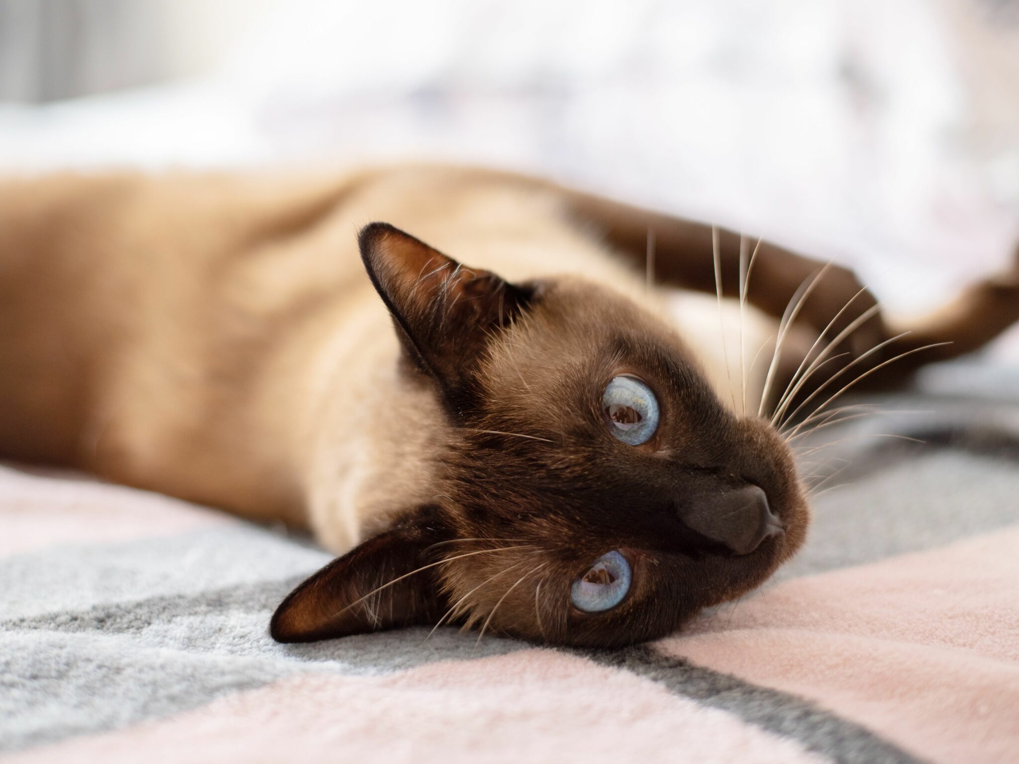 Cat Breeds In India The 5 Best Cat Breeds To Breed In India
