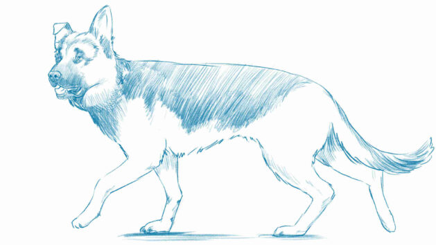 sketch for beginners - dog sketch