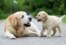 Top 10 Most Popular Dog Breeds In India With Their Prices We have compiled a list of the top 10 most popular dog breeds in India with their prices. Dog Breeds in India - A Complete List. Find out more here! price of dog breeds in India, dog breeds in India,