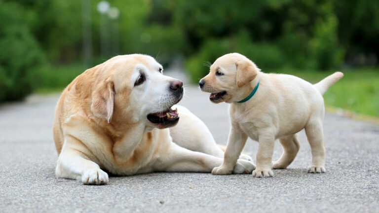 Top 10 Most Popular Dog Breeds In India With Their Prices