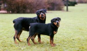 We have compiled a list of the top 10 most popular dog breeds in India with their prices. Dog Breeds in India - A Complete List. Find out more here! price of dog breeds in India, dog breeds in India,