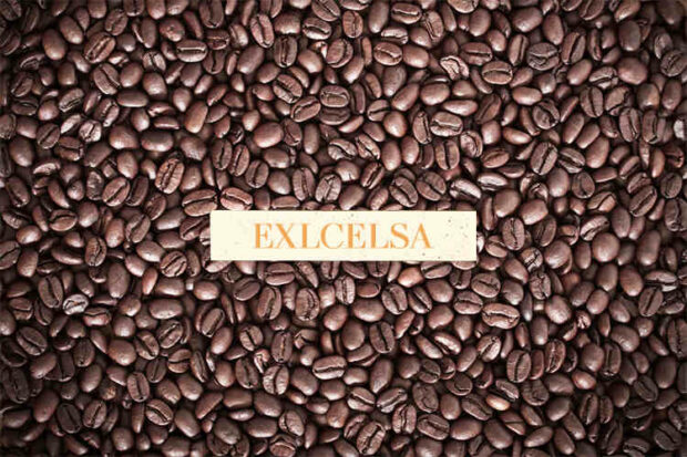 Excelsa Coffee - Types Of Coffee