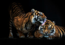 The Best Zoo With Animals In The World (2022 Edition) This are the best zoo with animals. If you're thinking of visiting a zoo while on vacation, you should start by reading this short article. zoo with animals, Zoo Delhi, zoo near me, zoo for animals,