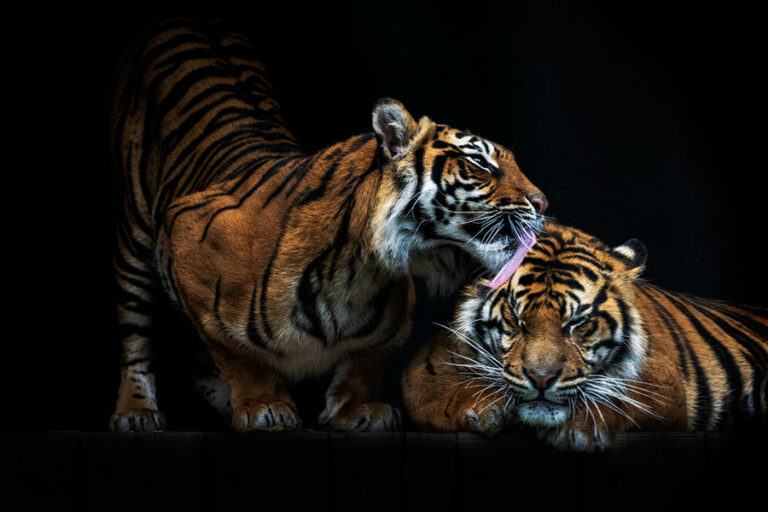 The Best Zoo With Animals In The World (2022 Edition)