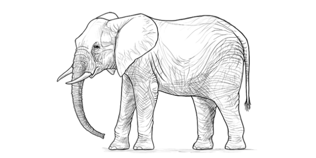 How to draw an elephant - mews