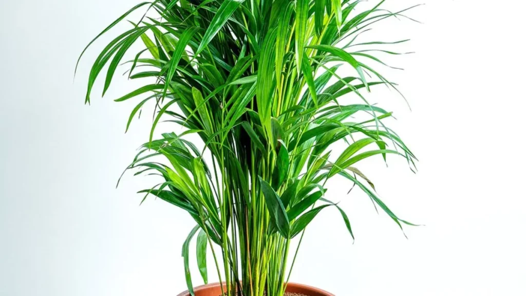 Areca Palm Plant, Indoor Plant