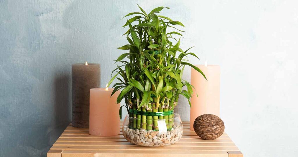 Lucky Bamboo, Indoor Plant