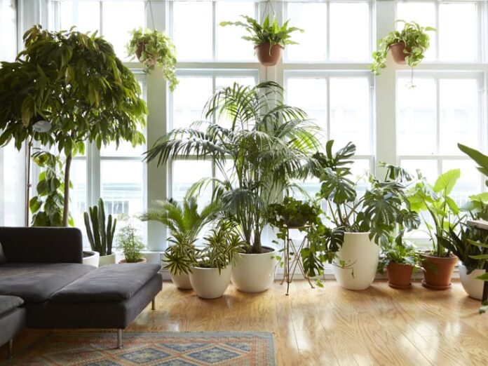 Indoor Plants for Home, Money Plant, Snake Plant, Jade Plant