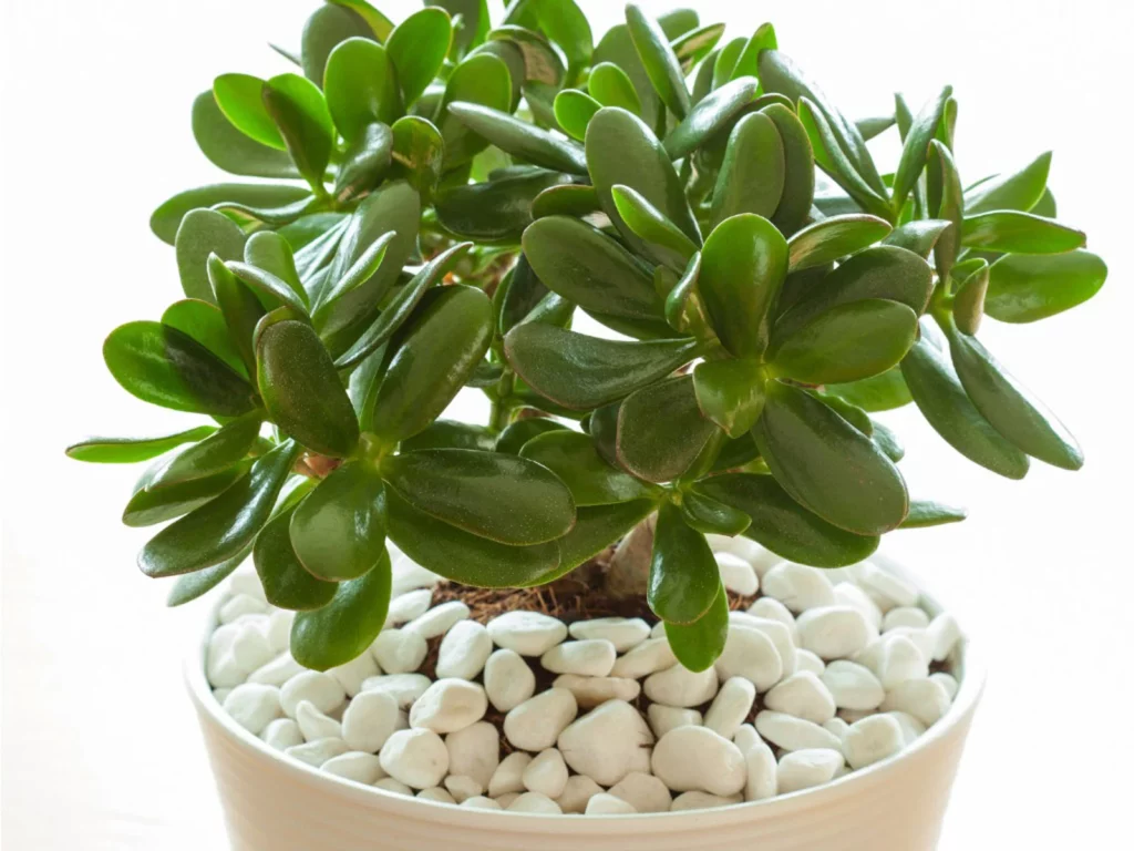 Jade Plant, Indoor Plant