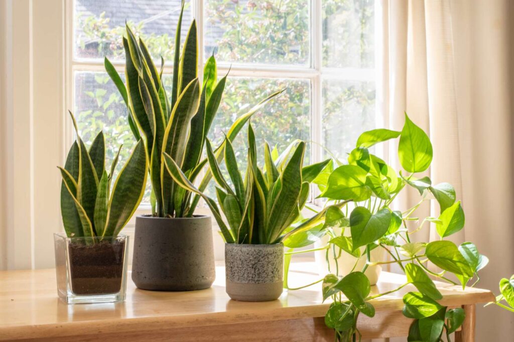 Snake Plant, Indoor Plant