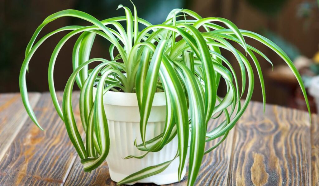 Spider Plant, Indoor Plants