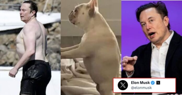 Elon Musk gives epic reply on comparison of his shirtless pic with Dog
