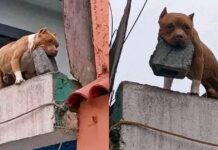 Man accused of mastering his dog to throw bricks on People, Here’s why! Man accused of mastering his dog to throw bricks on People, Here's why!