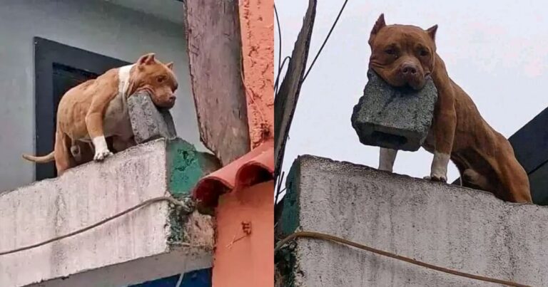 Man accused of mastering his dog to throw bricks on People, Here’s why!